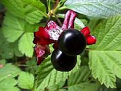 berriesblackones.jpg